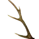 C-0001