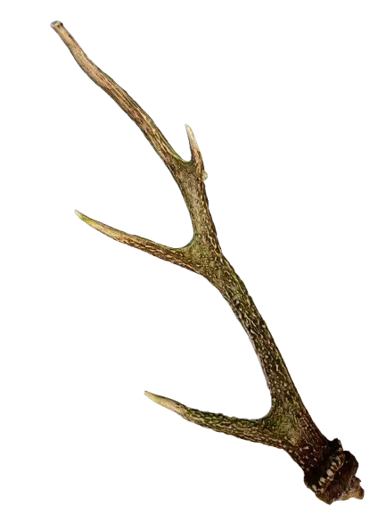 鹿の角が落ちてる場所はココ！拾い方から処理まで完全ガイド