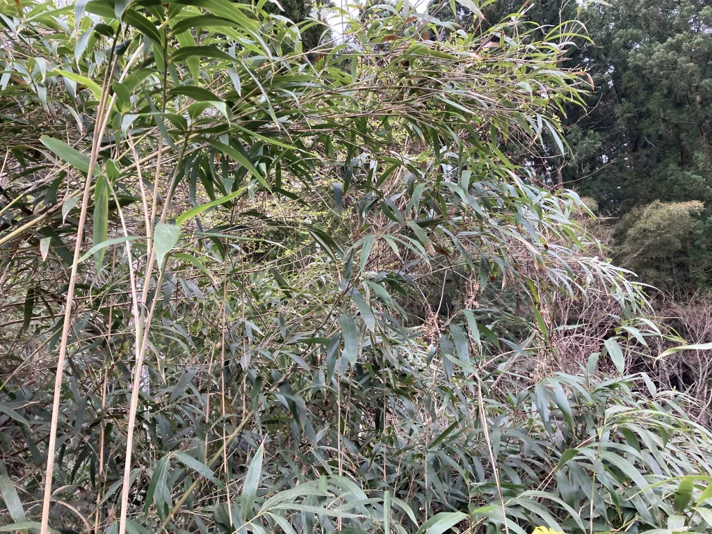 竹と地震の言い伝えの関係とは？4