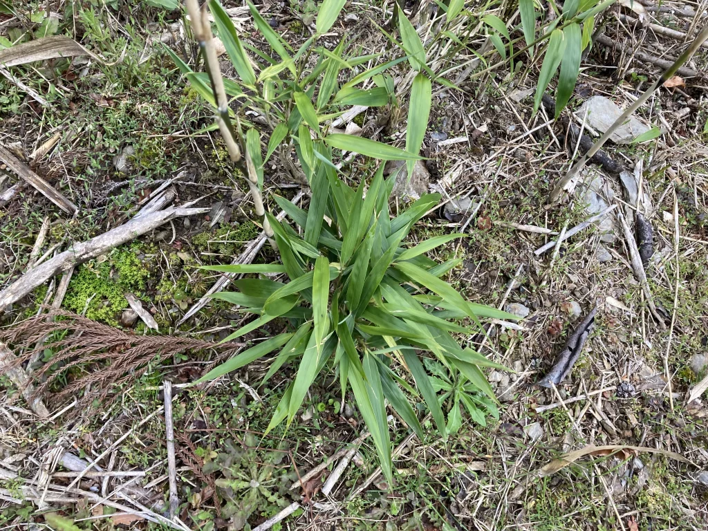 竹と地震の言い伝えの関係とは？3