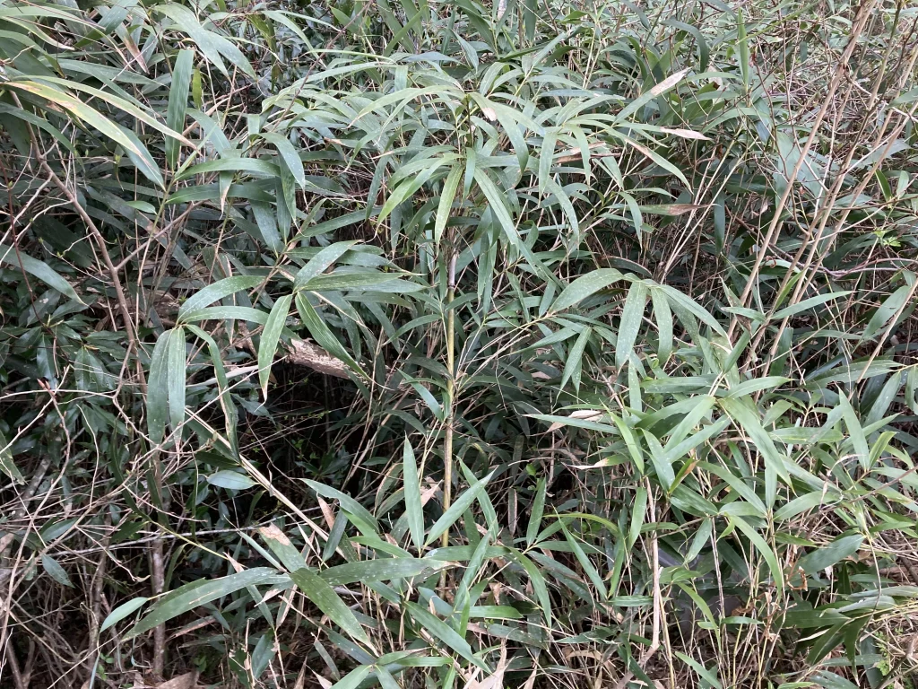 竹と地震の言い伝えの関係とは？2