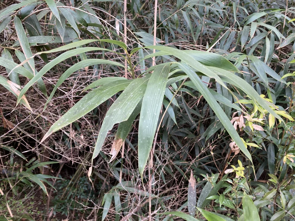 竹と地震の言い伝えの関係とは？1