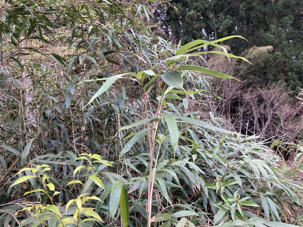 竹と地震の言い伝えの関係とは？