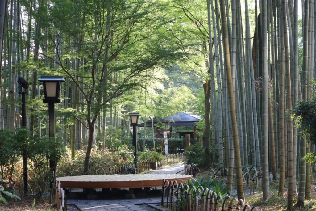 Izu bamboo forest
