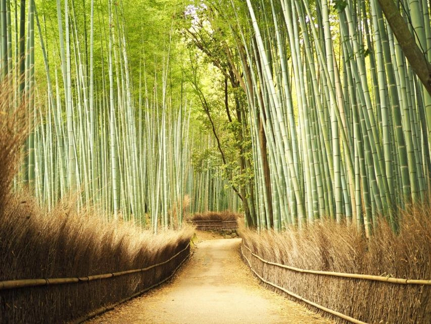 Kyoto city official travel guide
