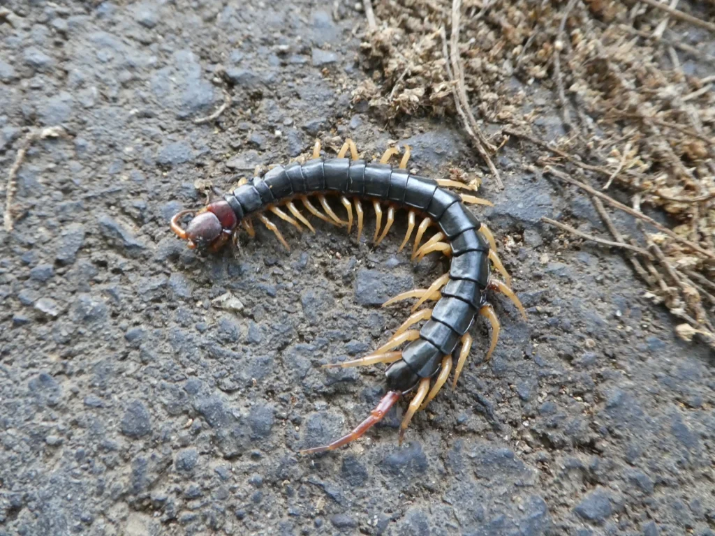 Fumakilla centipede image