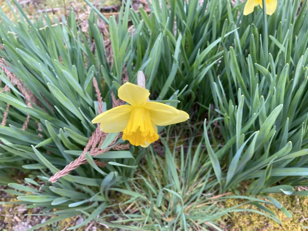 ダイソー観葉植物栄養剤の効果