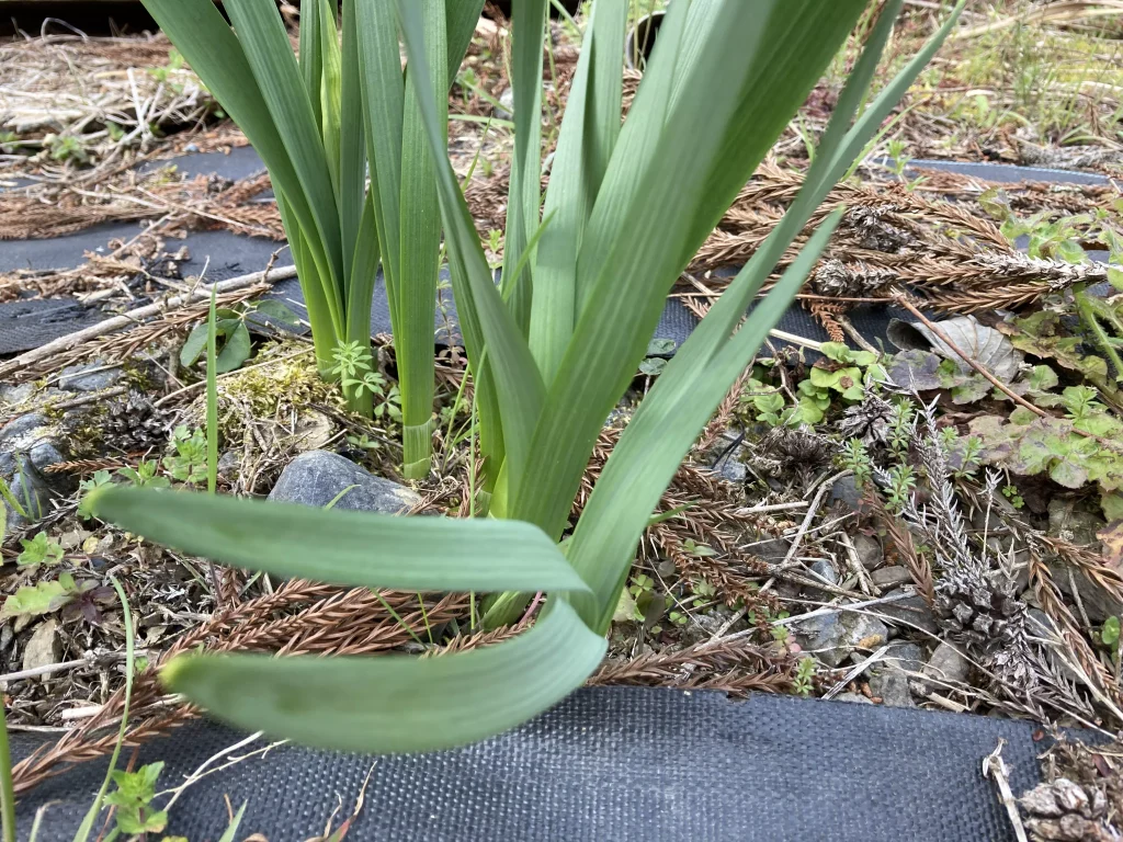 ダイソー観葉植物栄養剤の効果1