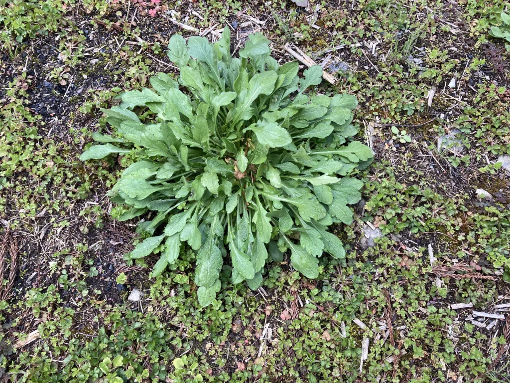 ダイソー観葉植物栄養剤の効果2