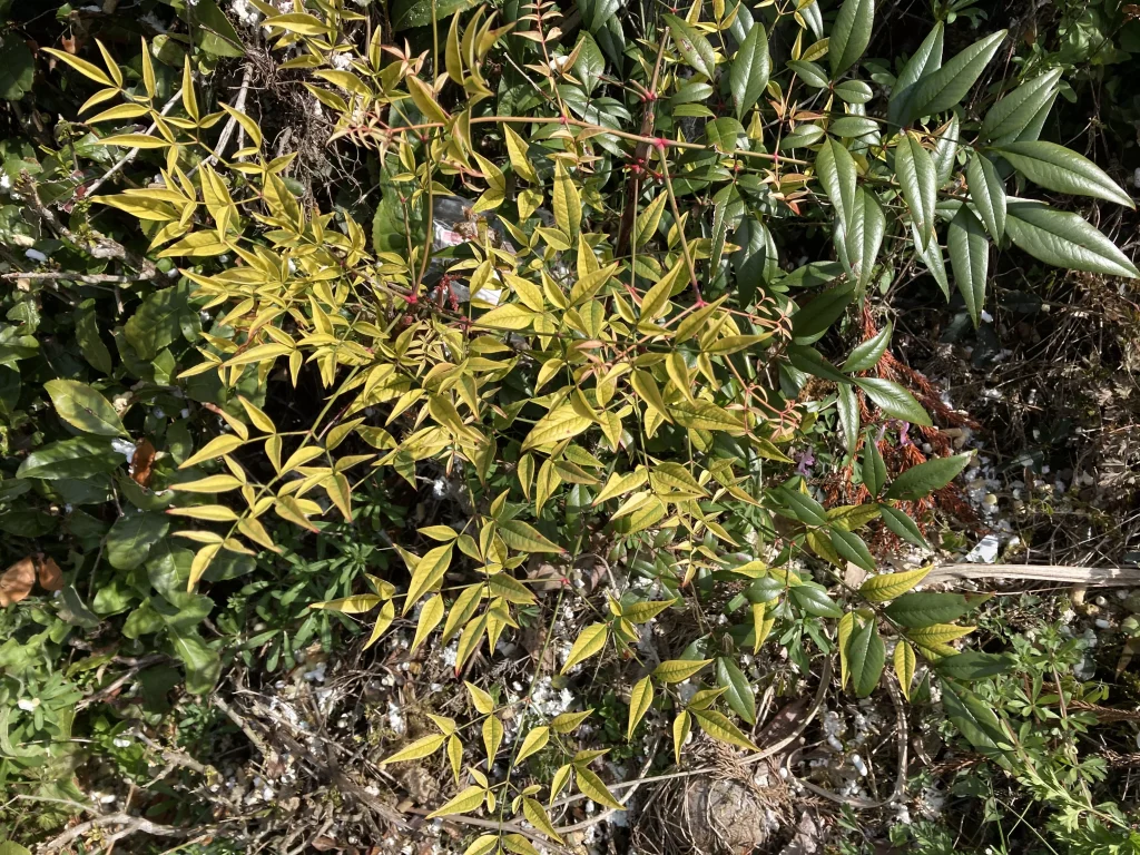 ダイソー観葉植物栄養剤の効果3