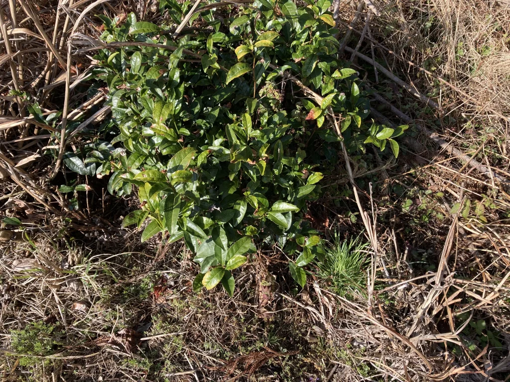 植物育成ライトの効果5