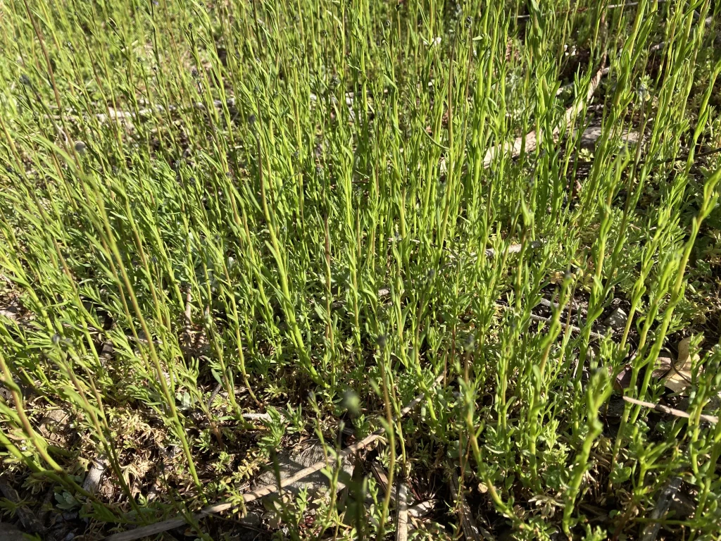 植物育成ライトの効果4