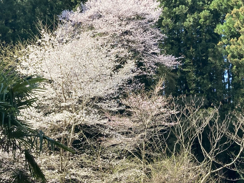 植物育成ライトの効果3