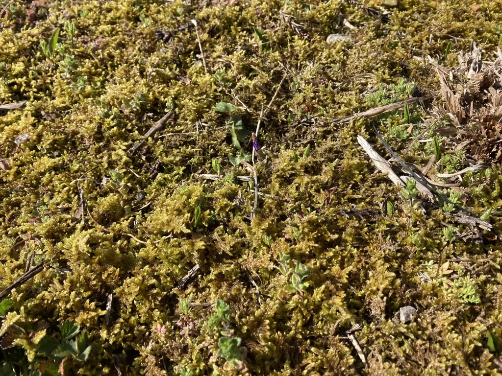 植物育成ライトの効果2