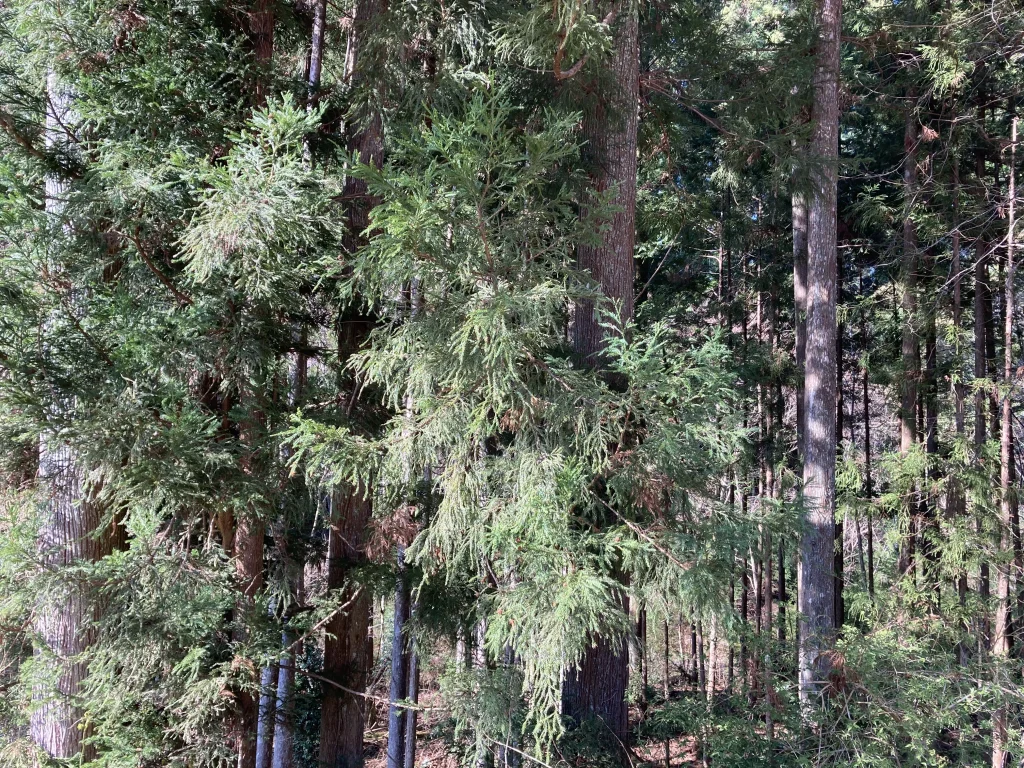 植物育成ライトの効果