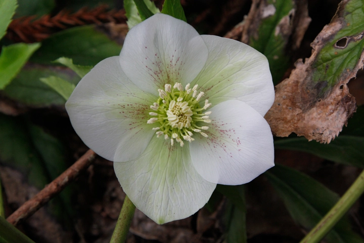 Park christmas rose