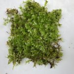 コツボゴケ(表)20×15