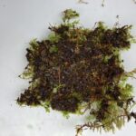 コツボゴケ(裏)20×15