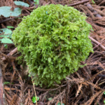 名称未設定のデザイン