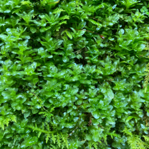 名称未設定のデザイン