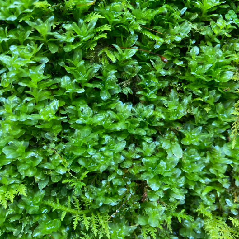 名称未設定のデザイン