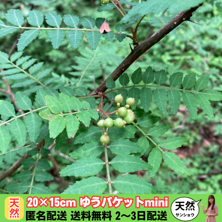 【天然】山椒の実と葉：アロマ・スパイスに最適20×15cmゆうパケットmini