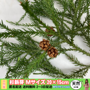 【天然素材】杉の葉：新芽Mサイズ20×15cm×各1パック