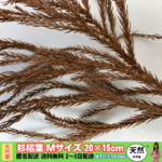 【天然素材】杉の葉：枯れ葉Mサイズ20×15cmゆうパケットmini