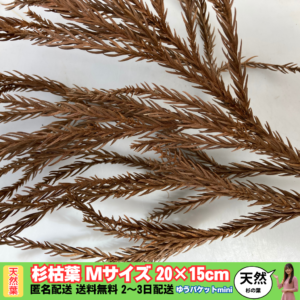 【天然素材】杉の葉：枯れ葉Mサイズ20×15cmゆうパケットmini