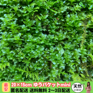 コツボゴケ20×15cm(ゆうパケットmini)