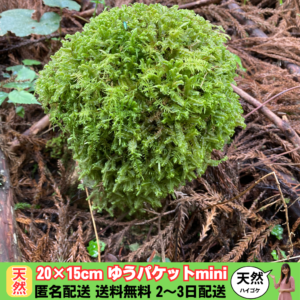 名称未設定のデザイン